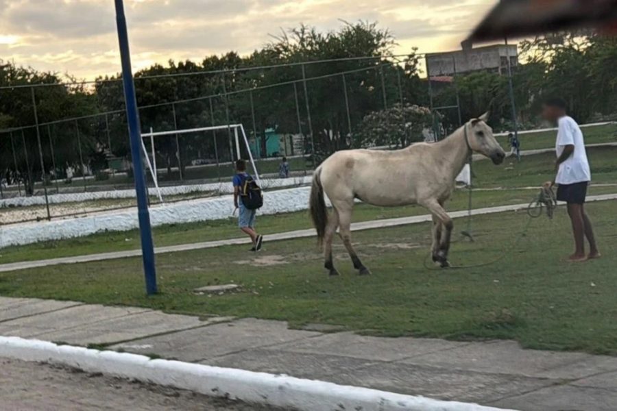 Animais-soltos-na-pista_-foto-divulgacao-zoonoses-1000×666-1 Animais-soltos-na-pista_-foto-divulgacao-zoonoses-1000x666-1
