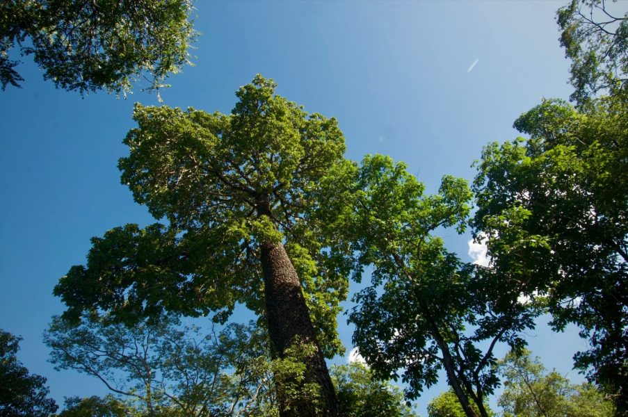 Creditos-Fazenda-Limoeiro-Raimundo-Macedo-3