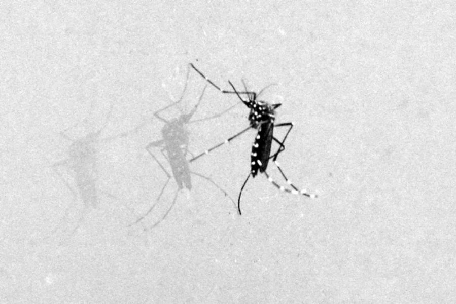 Mosquito-da-Dengue-Foto-ACM-17-1000x667-1