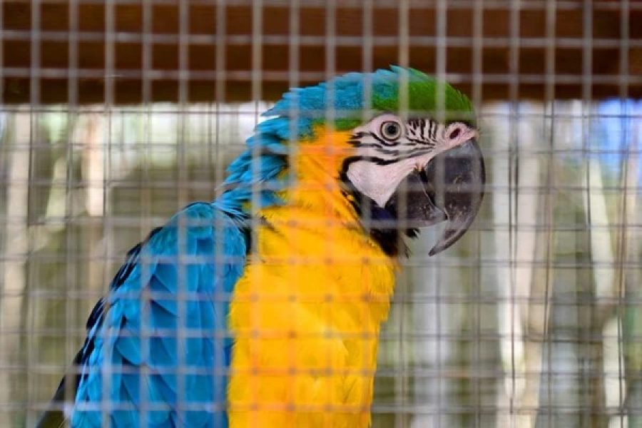 arara-e-resgatada-debilitada-e-sem-conseguir-voar-no-interior-da-bahia-3443648-article