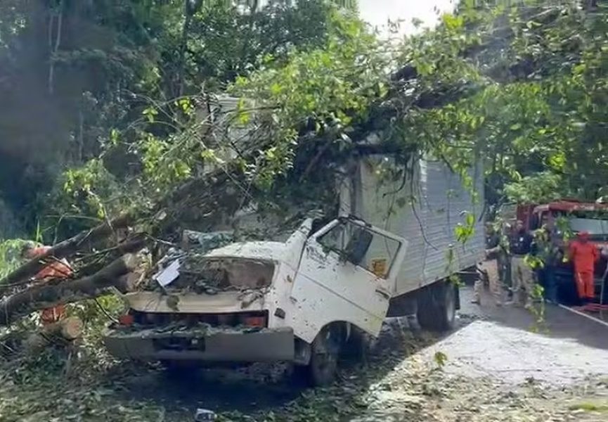 arvore-acidente arvore-acidente