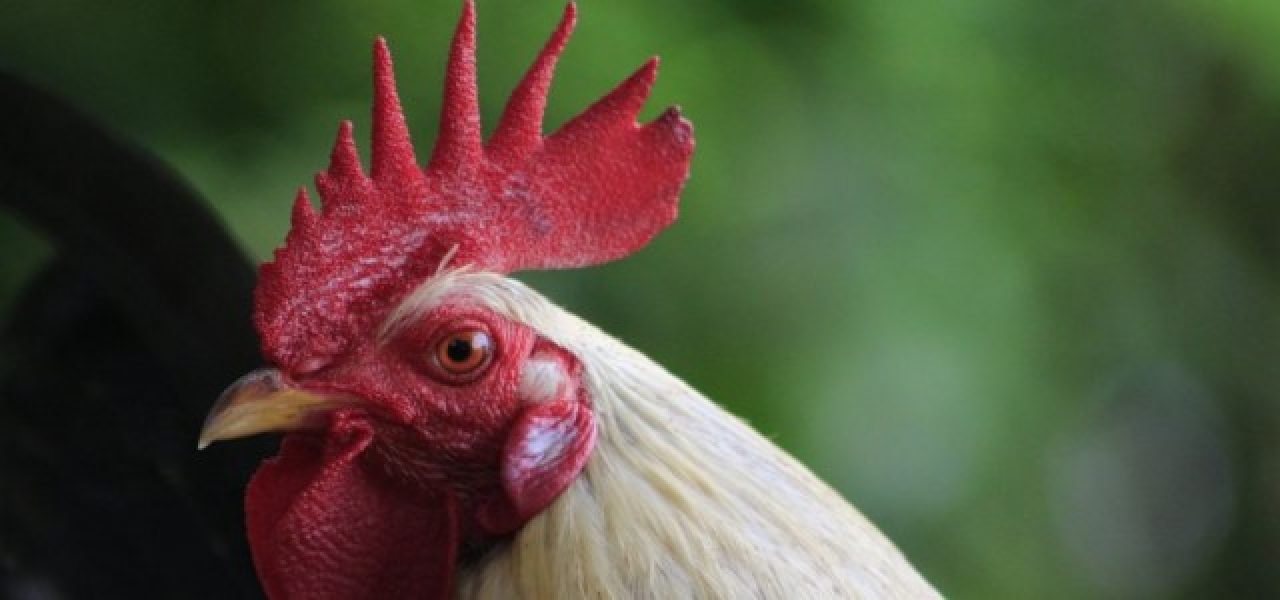 b2ap3_medium_172521operacao-carcara-combate-crimes-e-resgata-174-galos-usados-em-rinhas-no-reconcavo-baiano-3 b2ap3_medium_172521operacao-carcara-combate-crimes-e-resgata-174-galos-usados-em-rinhas-no-reconcavo-baiano-3