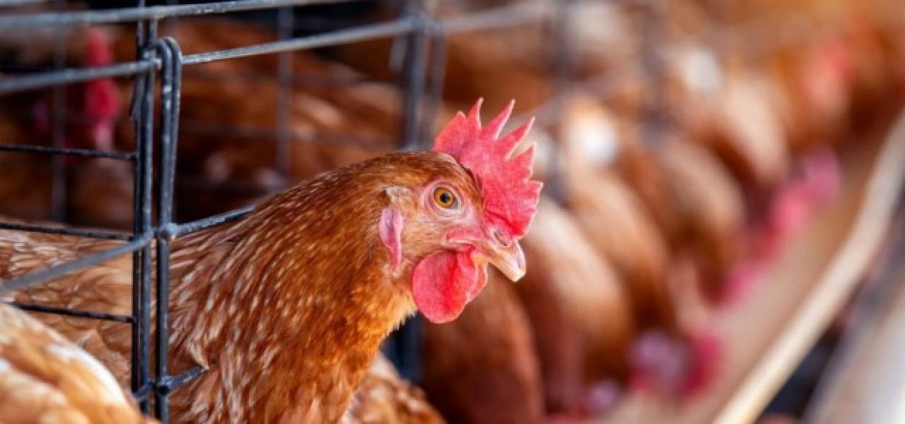 b2ap3_medium_173747eua-registram-primeira-infeccao-humana-por-variante-h5n5-da-gripe-aviaria-3