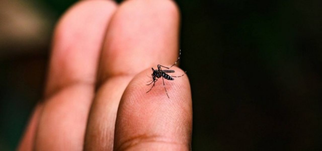 b2ap3_medium_176478casos-de-dengue-na-bahia-tem-reducao-de-86-em-2025-3