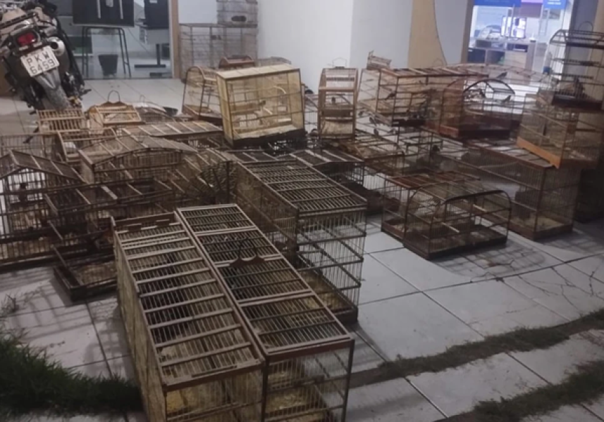 b2ap3_medium_animais-silvestres-resgatados