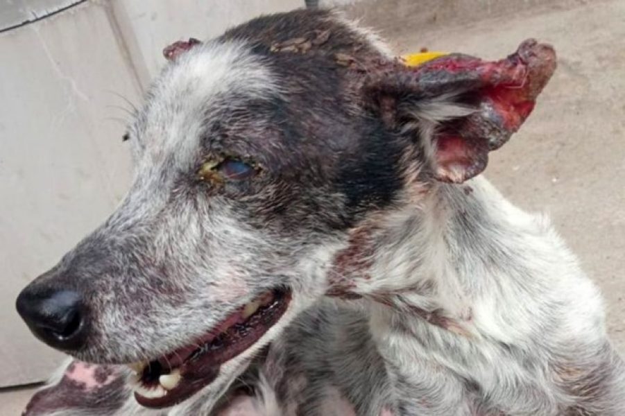 b2ap3_medium_co-leishmaniose