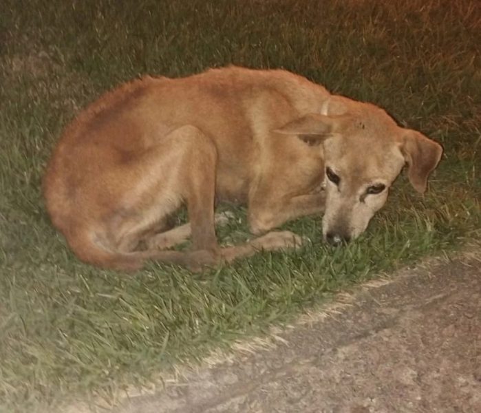 cachorro-uefs-1000×858-1 cachorro-uefs-1000x858-1