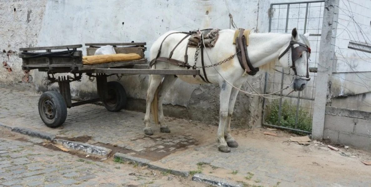 carrocas-em-feira-de-santana_-foto-jorge-magalhaes-1000x505-1