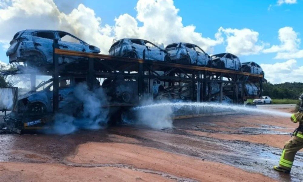 cegonha-1000×600-1 cegonha-1000x600-1