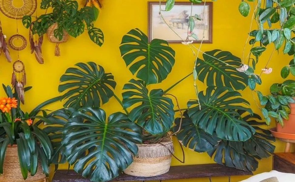 costela-de-adao-3333643-article