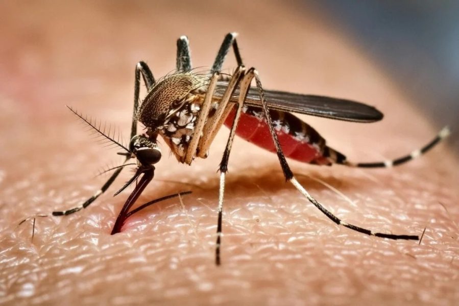 edicaseo-mosquito-da-dengue-transmite-doencas-graves-como-dengue-zika-chikungunya-e-febre-amarela-imagem-sameer-neamah-mahdi-shutterstock-hdds3t9hjrl edicaseo-mosquito-da-dengue-transmite-doencas-graves-como-dengue-zika-chikungunya-e-febre-amarela-imagem-sameer-neamah-mahdi-shutterstock-hdds3t9hjrl