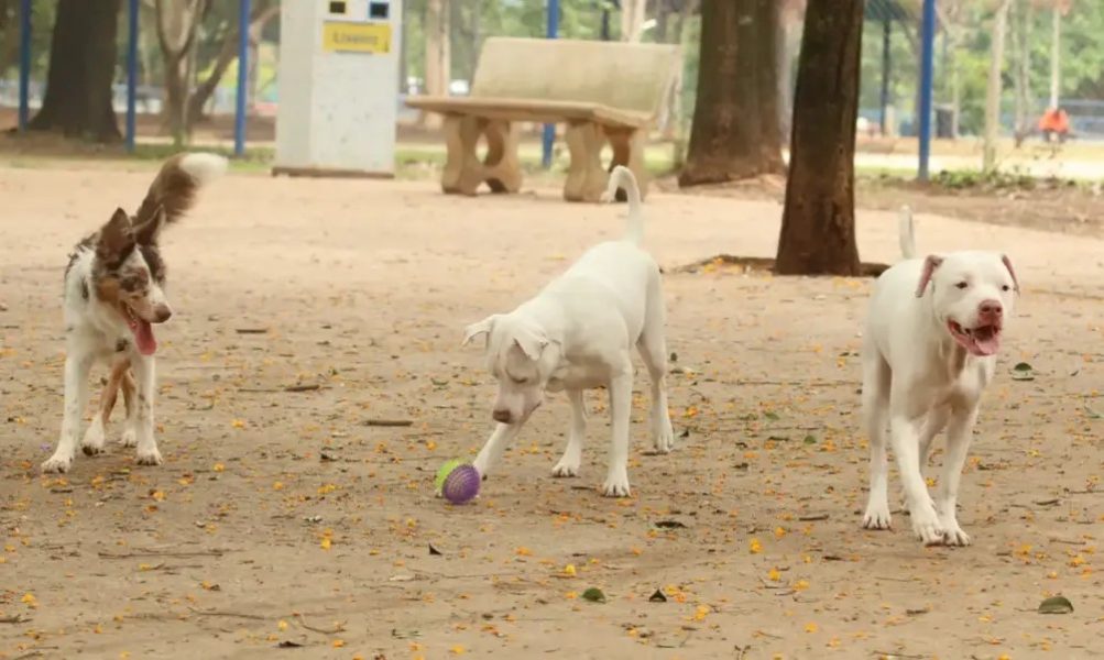 medicina-veterinaria-1000×598-1 medicina-veterinaria-1000x598-1