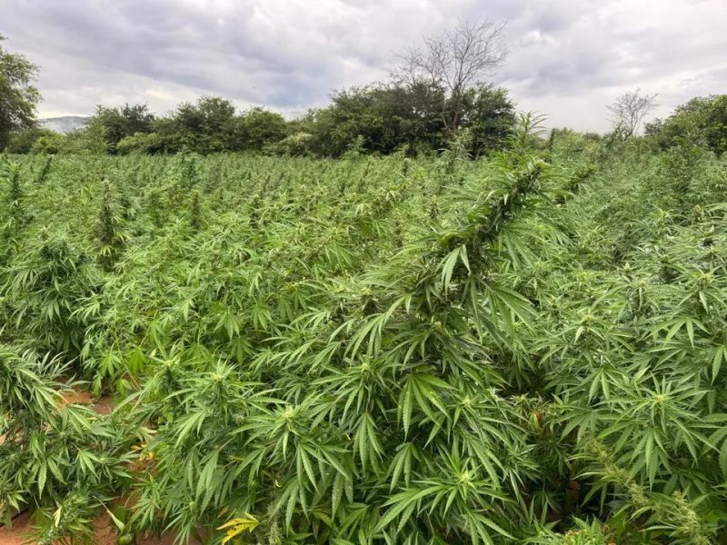 plantacao-ilicita-de-maconha-e-alvo-de-operacao-da0139894900202608180830-ScaleDownProportional plantacao-ilicita-de-maconha-e-alvo-de-operacao-da0139894900202608180830-ScaleDownProportional