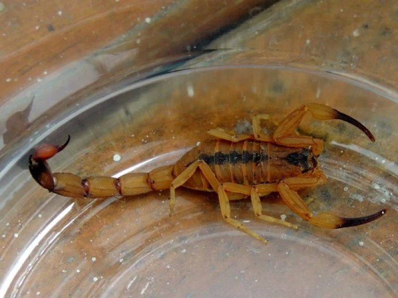tityus-stigmurus-3360205-article